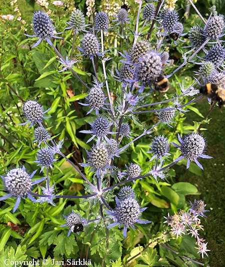 Eryngium planum, sinipiikkiputki